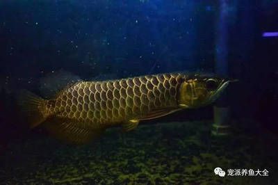 龍魚趴缸多久能恢復正常水質了：龍魚趴缸是指龍魚長時間地靜止不動，通常趴在魚缸底部