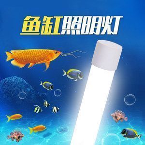 龍魚缸夜間開個小夜燈好嗎：龍魚缸夜間開小夜燈是否開小夜燈對觀賞魚有益處