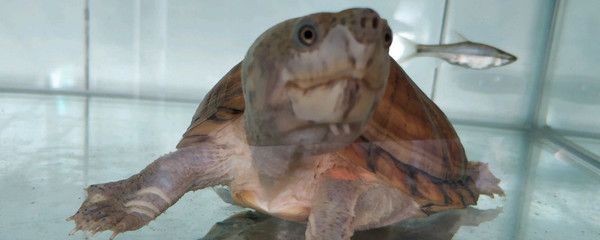 剃刀龜能和龍魚在一塊兒養嗎（剃刀龜與龍魚混養并不推薦剃刀龜與龍魚混養并不推薦）