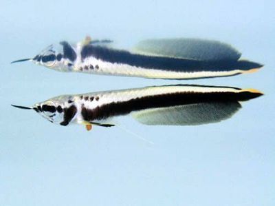 黑龍魚怎么養活：黑龍魚的養殖需要考慮以下幾個關鍵因素