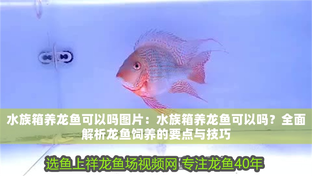 水族箱養龍魚可以嗎圖片：水族箱養龍魚可以嗎？全面解析龍魚飼養的要點與技巧