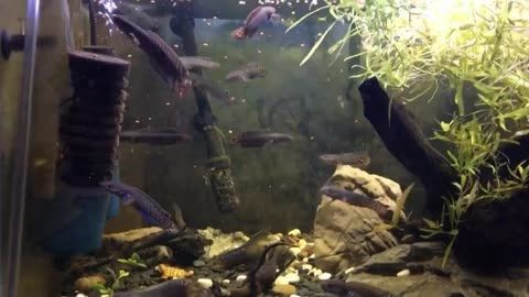 成都雷龍魚群，關于成都雷龍魚群的幾個關鍵點