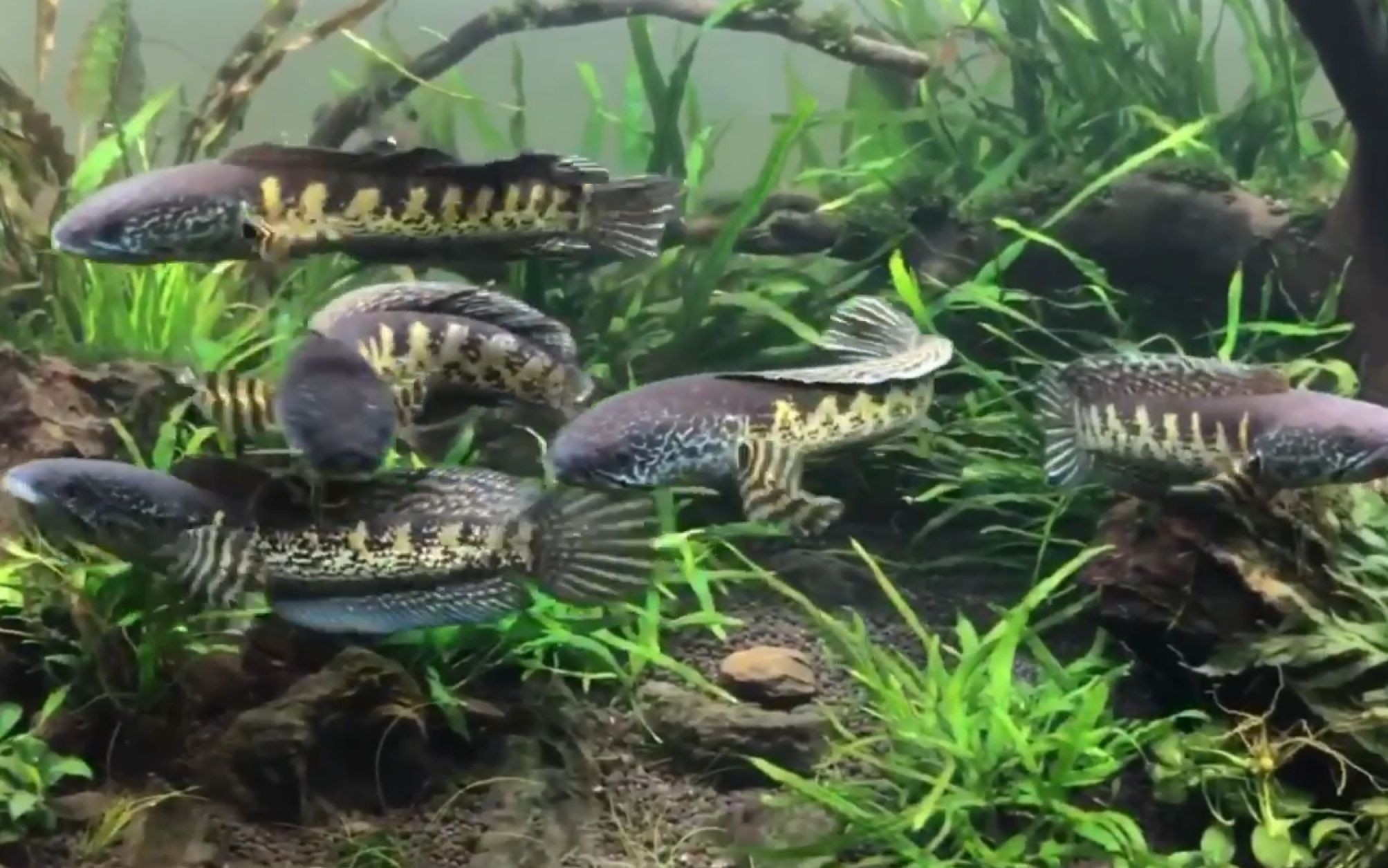 成都雷龍魚群，關于成都雷龍魚群的幾個關鍵點