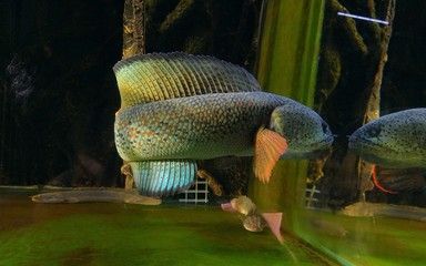成都雷龍魚群，關于成都雷龍魚群的幾個關鍵點
