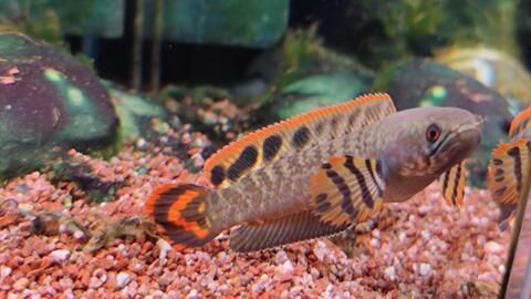 成都雷龍魚群，關于成都雷龍魚群的幾個關鍵點