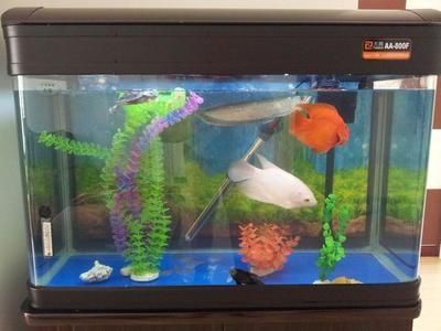 新龍魚入缸多久換水合適：新龍魚入缸多久換水