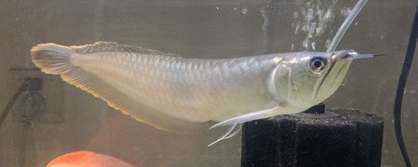 剛買的銀龍魚不吃食怎么回事：剛購買的銀龍魚不吃食可能是由于多種因素引起的