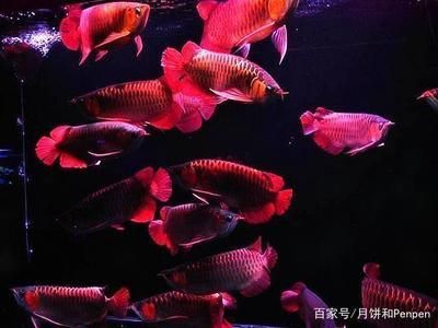 龍魚和羅漢魚哪個貴：龍魚和羅漢魚的價格因多種因素而異