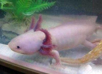 龍魚可以喂鯽魚嗎怎么喂：如何給龍魚消毒鯽魚飼料 龍魚可以喂鯽魚嗎怎么喂：如何給龍魚消毒鯽魚飼料 龍魚百科 第1張