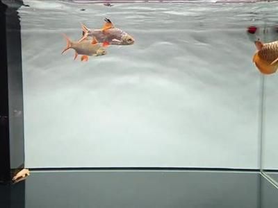 龍魚可以喂鯽魚嗎怎么喂：如何給龍魚消毒鯽魚飼料 龍魚可以喂鯽魚嗎怎么喂：如何給龍魚消毒鯽魚飼料 龍魚百科 第3張