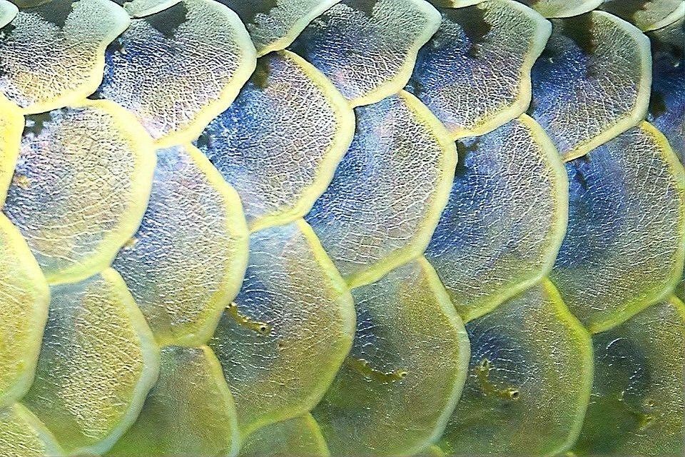 龍魚鱗片黑斑自愈需要多長時間？