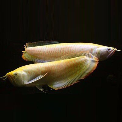 黃化銀龍魚多少錢一條：黃化銀龍魚價格因地區和購買渠道差異大一般在500元之間浮動