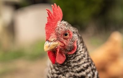 金龍魚溫度多少度會凍死，金龍魚在低于0℃的水溫下會有凍死的風險，冬季養護技巧