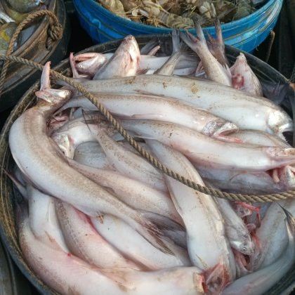 江門龍魚批發市場在哪兒啊多少錢