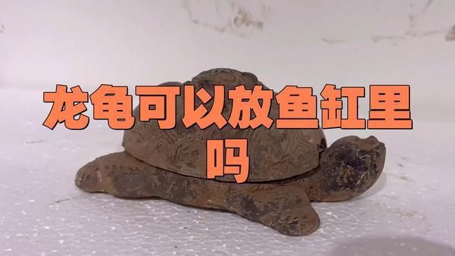 龍龜擺件放入魚缸有哪些禁忌
