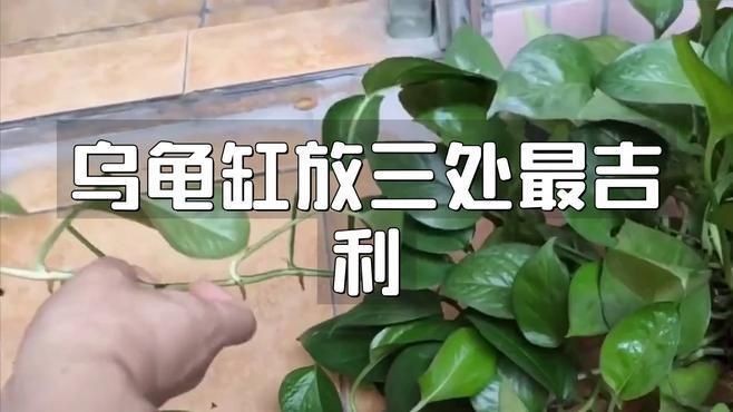 龍龜擺件放入魚缸有哪些禁忌