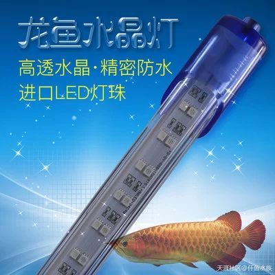 龍魚燈擺放：關(guān)于龍魚燈擺放位置的建議