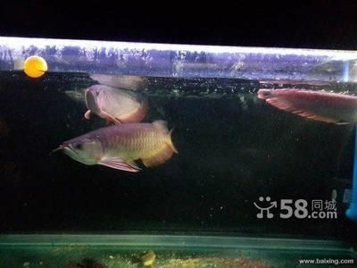 金龍魚和銀龍魚哪個招財（金龍魚與銀龍魚風水學區別）