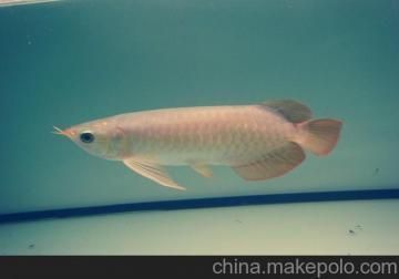 合肥金龍魚糧倉地址在哪里啊，