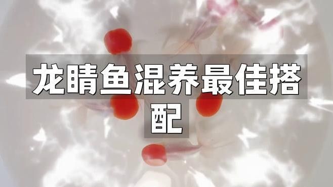 龍睛魚混養需要多大的魚缸？