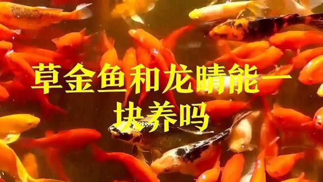 龍睛魚混養需要多大的魚缸？