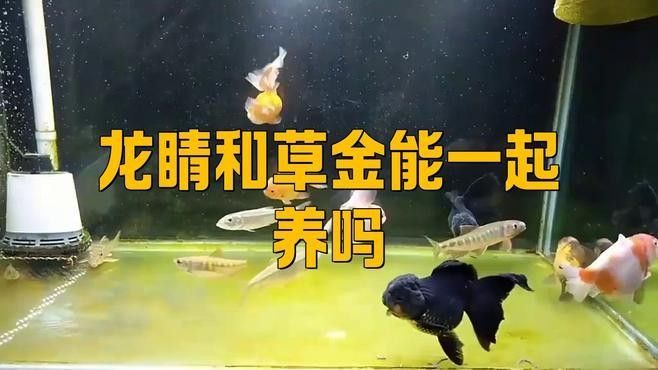 龍睛魚混養需要多大的魚缸？
