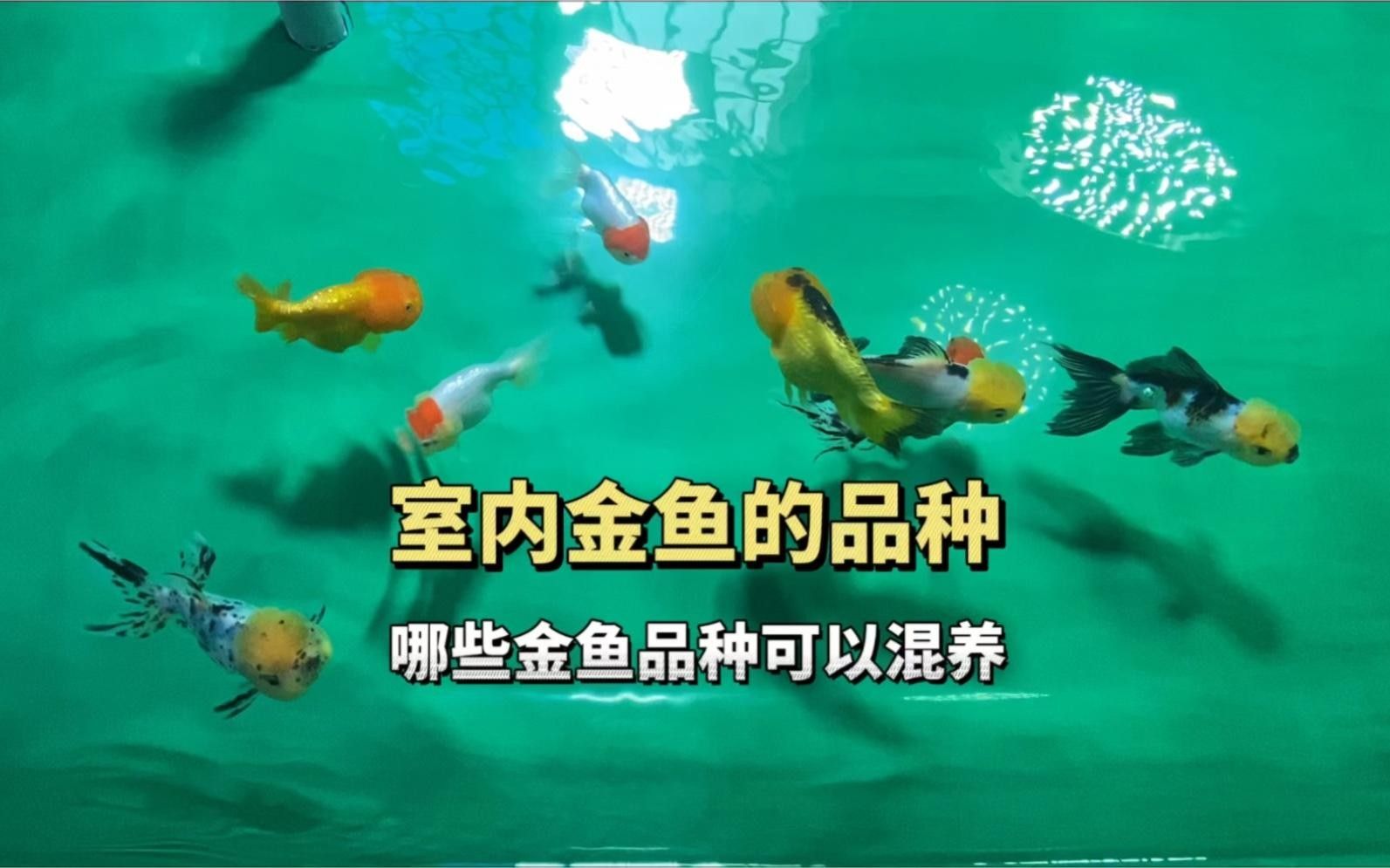 龍睛魚混養需要多大的魚缸？