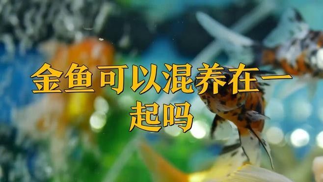 龍睛魚混養需要多大的魚缸？