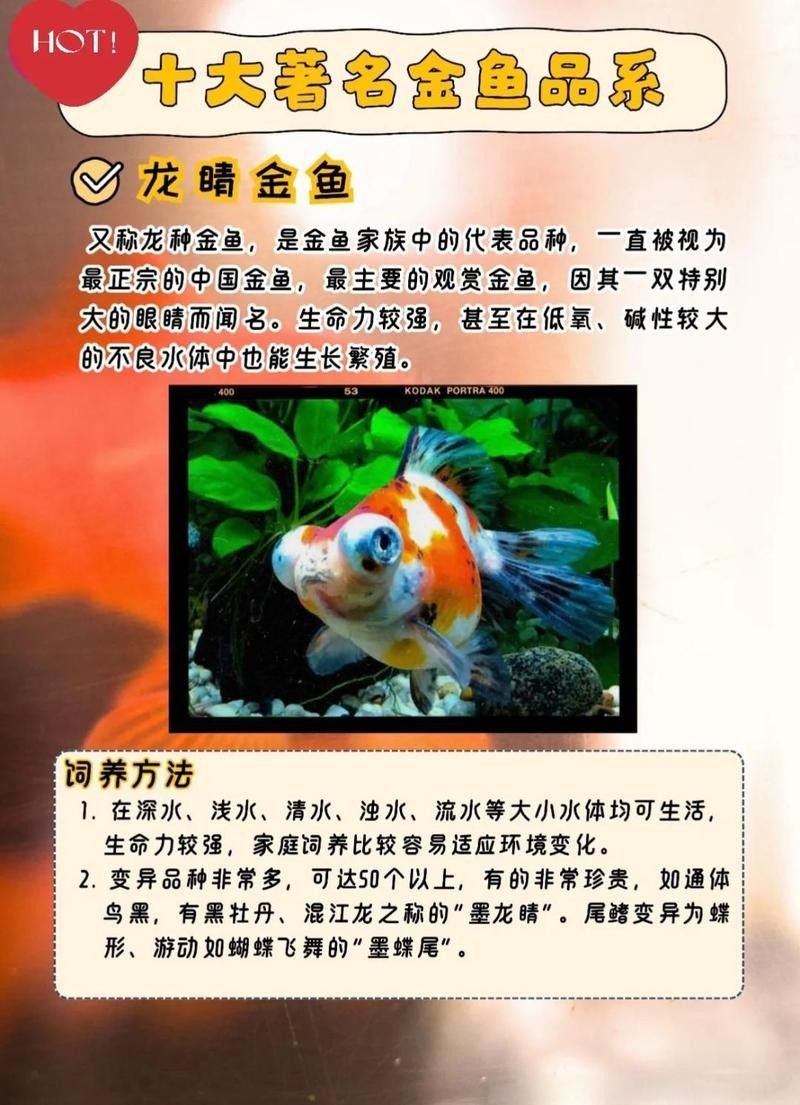 龍睛魚混養需要多大的魚缸？