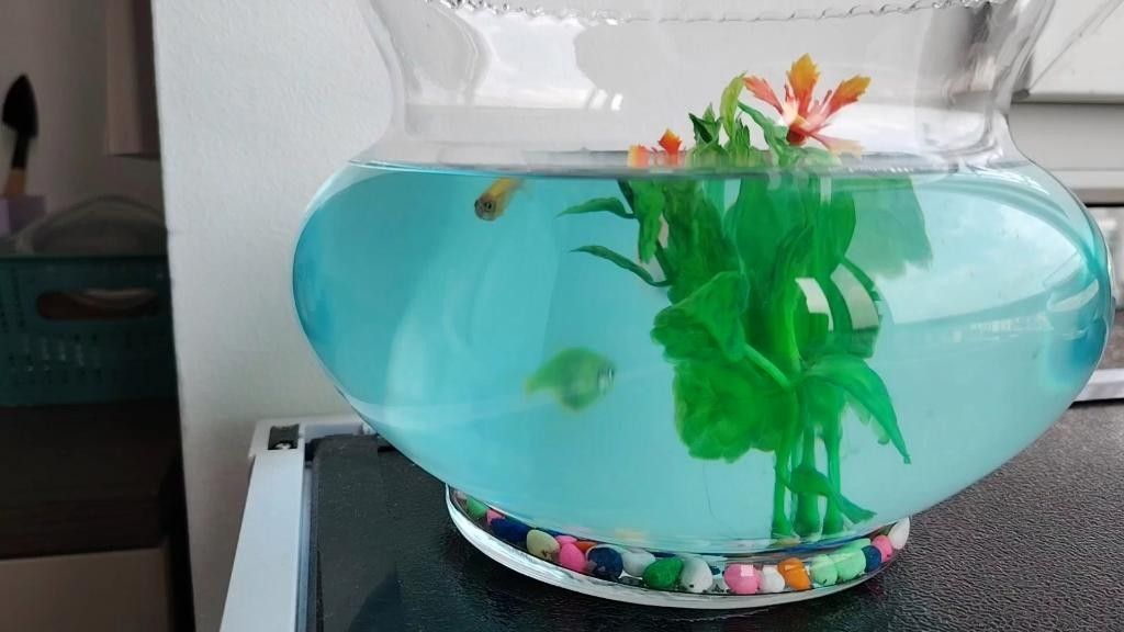 龍睛魚混養需要多大的魚缸？