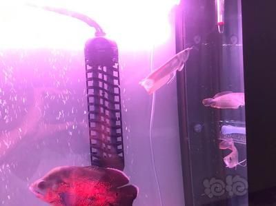 龍魚背部有很多小黑點：龍魚背部出現小黑點可能是由多種原因引起的，可能是由多種原因引起的