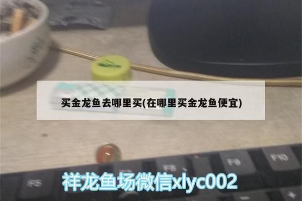 沈陽金龍魚寵物店在哪(沈陽金龍魚寵物店) 龍魚百科 第4張 沈陽金龍魚寵物店在哪(沈陽金龍魚寵物店) 沈陽金龍魚寵物店在哪(沈陽金龍魚寵物店) 龍魚百科 第4張