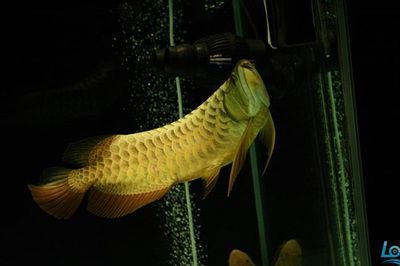 金龍魚撞傷怎么治療的：當(dāng)金龍魚遭受撞擊導(dǎo)致撞傷時，治療的方法包括以下幾個方面