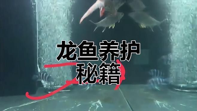 龍魚摔地上怎么辦