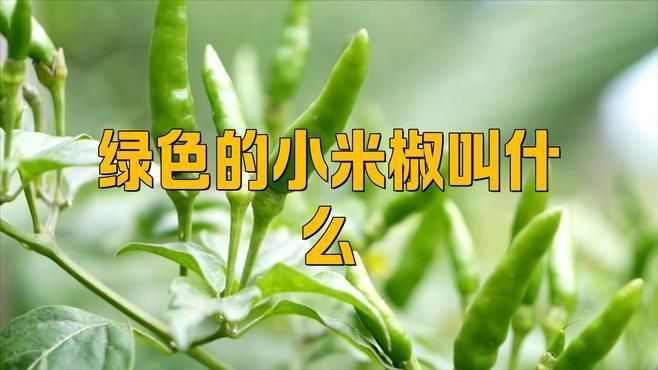 綠色的小米椒叫什么 綠色的小米椒叫什么 龍魚百科 第1張