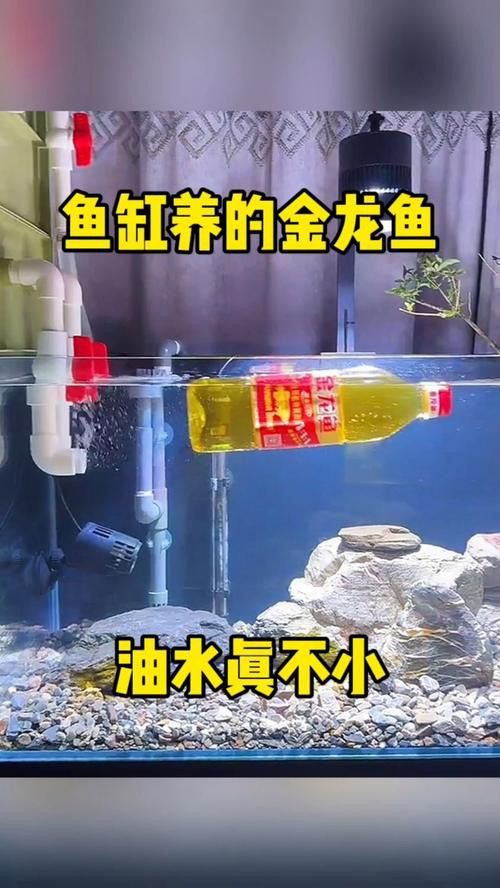 金龍魚能養多少年