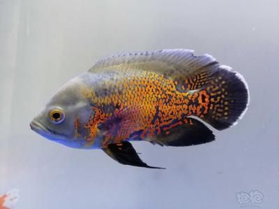 龍魚新手：新手飼養龍魚需要注意的幾個問題