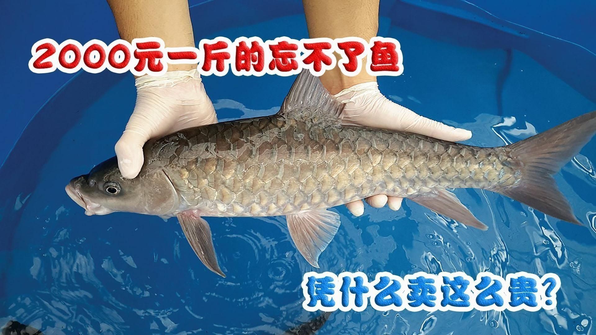 馬來忘不了魚為什么這么貴