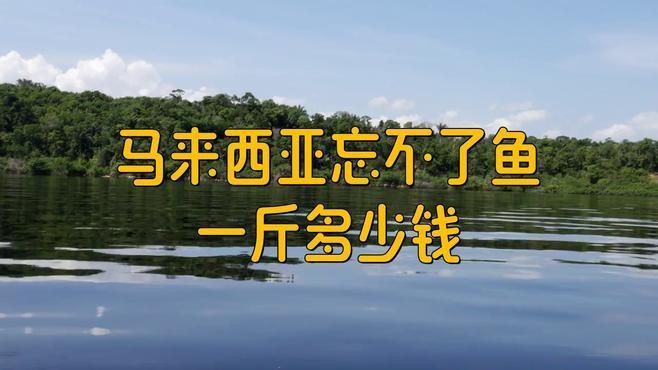 馬來忘不了魚為什么這么貴