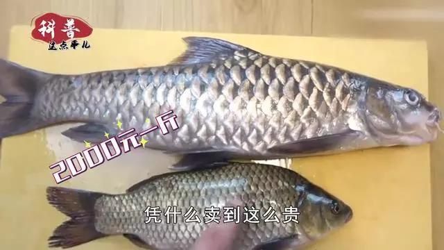 馬來忘不了魚為什么這么貴