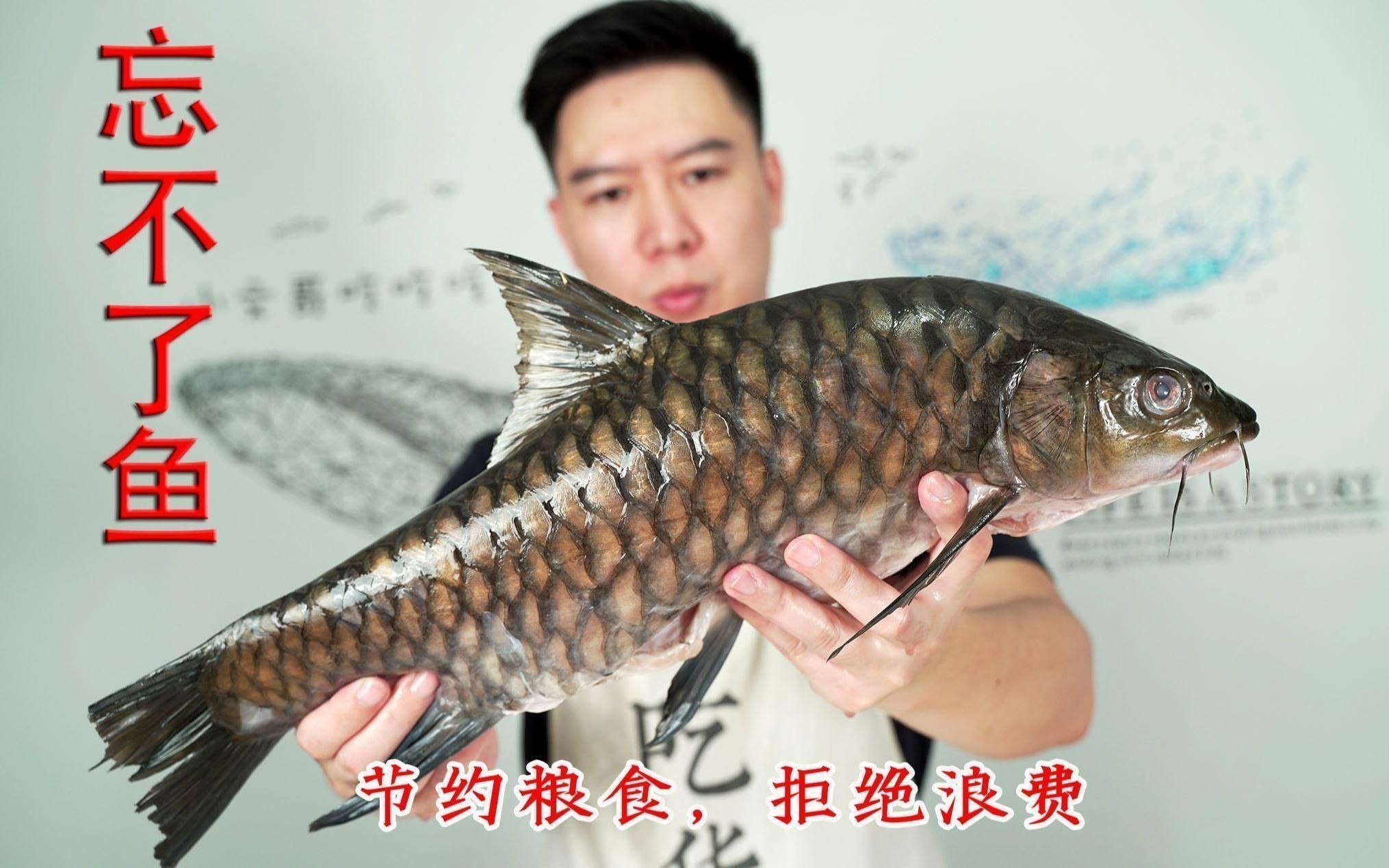 馬來忘不了魚為什么這么貴