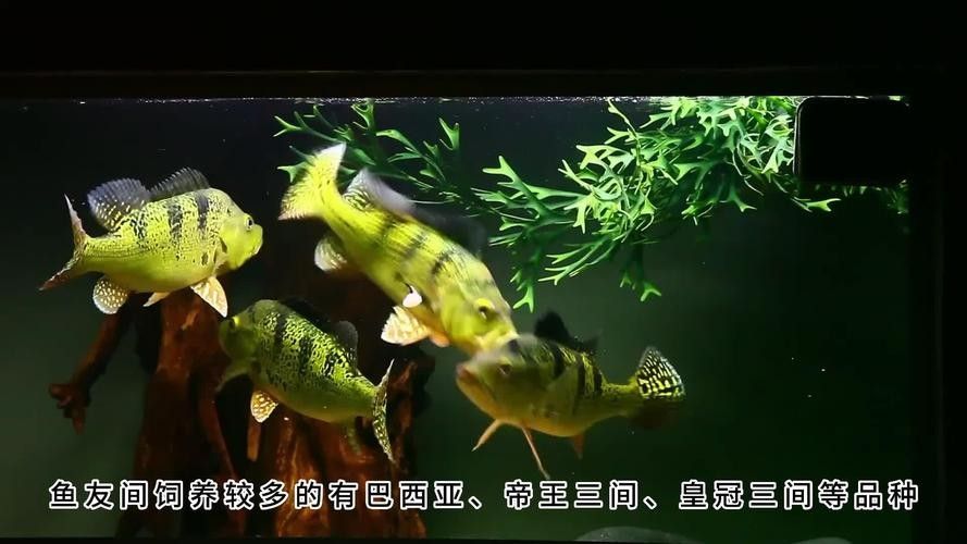 鯧魚和龍魚混養可以嗎圖片