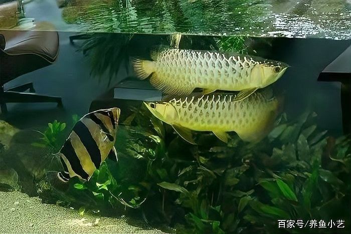 鯧魚和龍魚混養可以嗎圖片