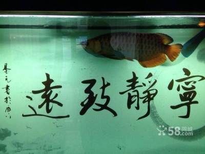 白金龍魚價格多少錢一條魚：白金龍魚價格多少錢一條