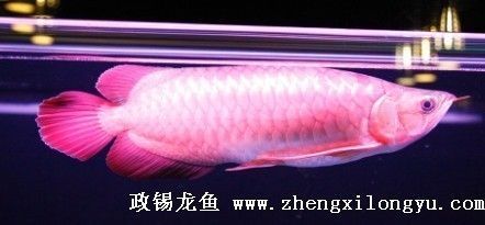 龍魚背上為什么是黑的：龍魚背部為什么是黑的