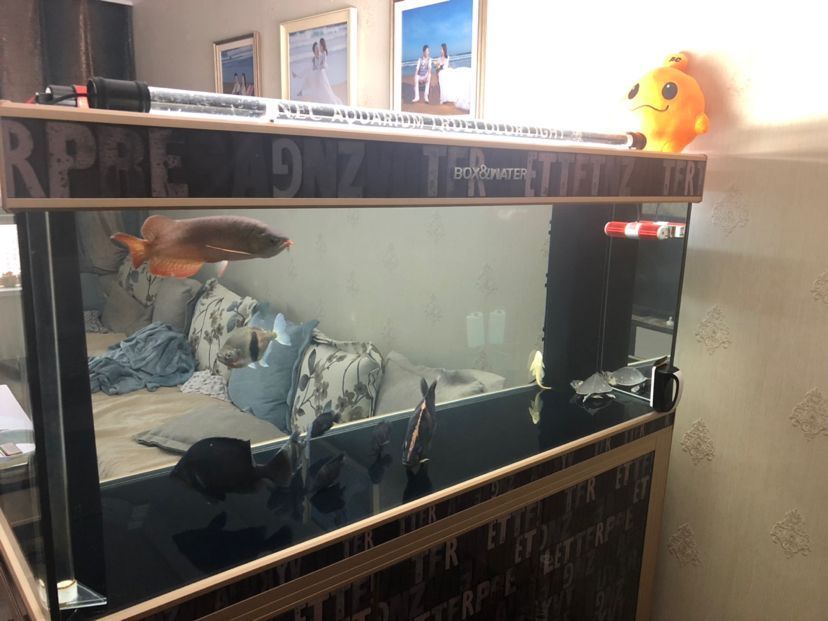 龍魚訓食教學反思簡短版