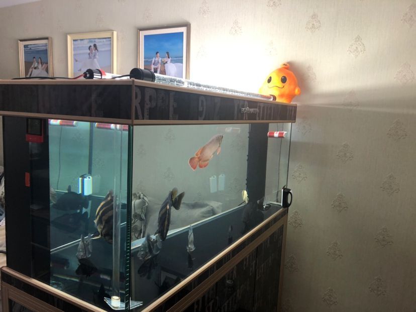 龍魚訓食教學反思簡短版