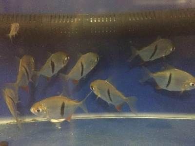 細線銀板魚混養搭配建議：細線銀板魚與細線銀板魚混養的建議