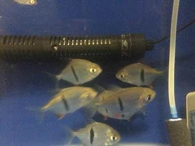 細線銀板魚混養搭配建議：細線銀板魚與細線銀板魚混養的建議
