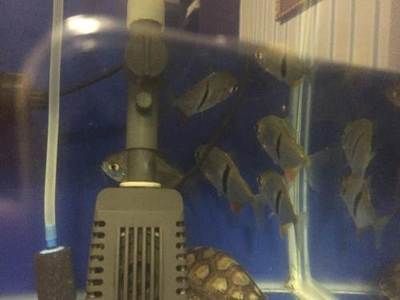 細線銀板魚混養搭配建議：細線銀板魚與細線銀板魚混養的建議